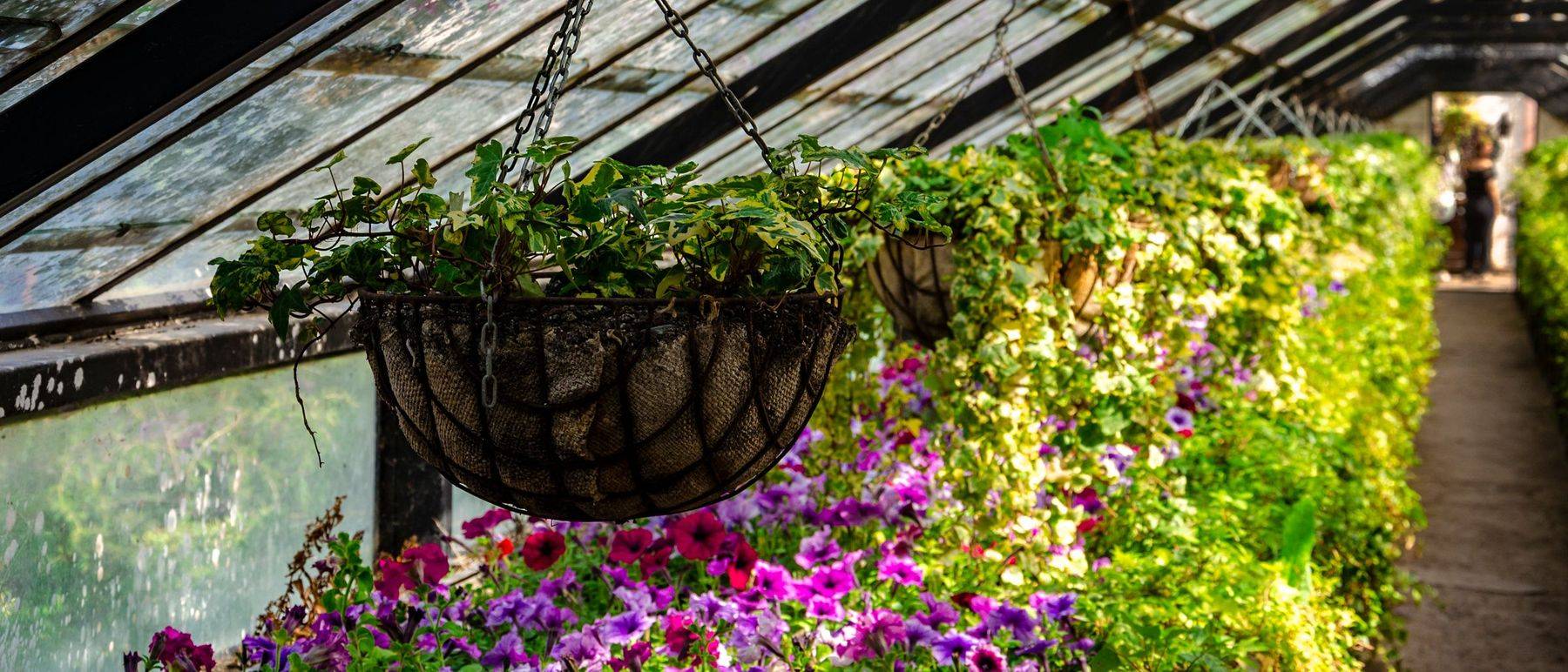 Hanging flower basket and blooming plants along a path inside a Victorian glasshouse